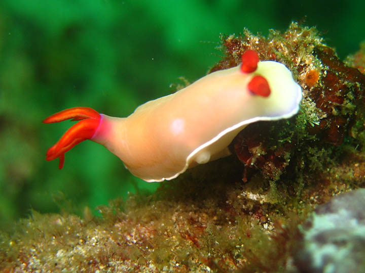 nudibranch at tulamben dive